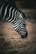 Digital Image Picture Photo Pic Wallpaper Background Zebra Eating Grass 5577