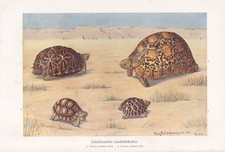 S&uuml;dafrikanische Landschildkr&ouml;ten Schildkr&ouml;ten Farbdruck von 1912 Testudo