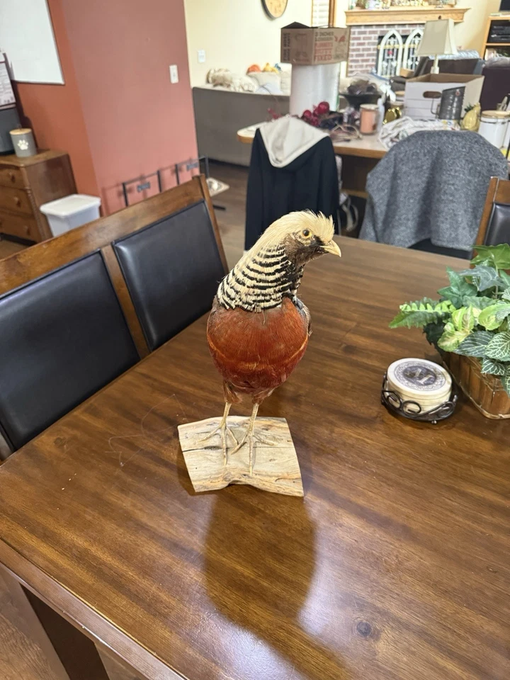 金色野鸡标本剥制术 — 第 3/4 张图片