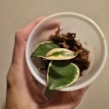 Crimson Queen Hoya - Wax Plant - 2.5 Inch - Starter Plant EXACT PLANT