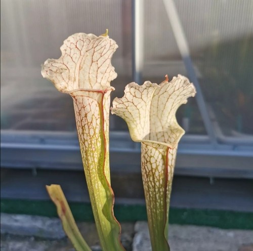 Sarracenia Pseudo-Judy x leucophylla - Taglia S - Pianta Carnivora - Foto 1 di 1