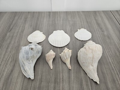 Conch Shells and Sea Shell Lot