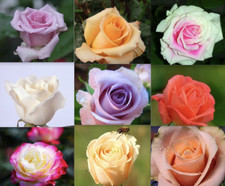 25pc CLASSIC ROSE SEEDS Garden plant Flower rare exotic USA seller FREE shipping