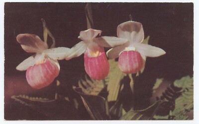 Queen Slipper Orchid Pink Lady Slipper Michigan Wildflowers