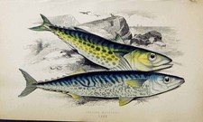 Original Old Antique Print Spanish Mackarel Couch Colour British Fish 1863 19th