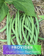 Organic PROVIDER Heirloom Green Bean Vegetable Seeds.   Early Harvests 