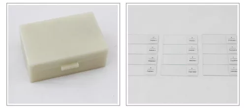 Onion Anther Meiosis Prepared Specimen Microscope Slides Cell Division Genetics - Picture 4 of 7
