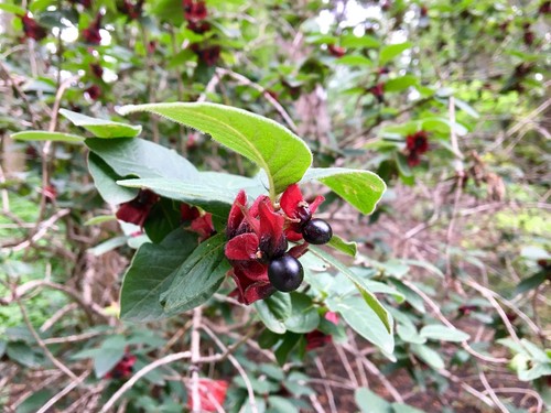 25 TWINBERRY HONEYSUCKLE Lonicera Involucrata Shrub Yellow Red Flower Seeds - 第 10/12 張圖片
