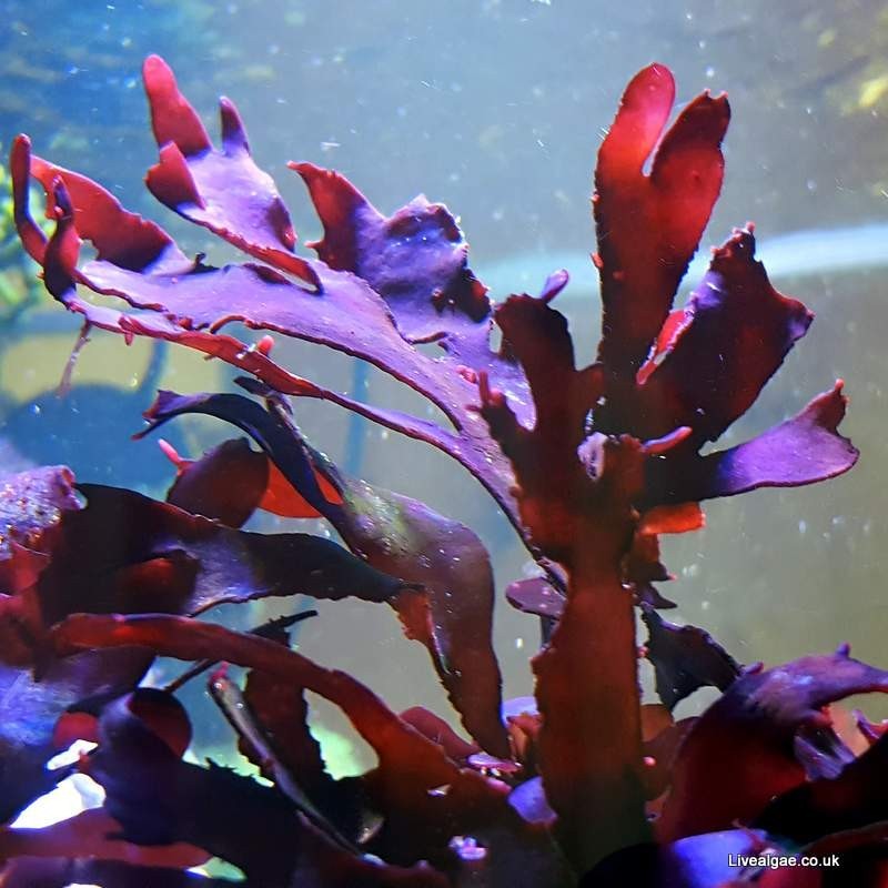 Rare Frag Purple Fauchea Macro Algae Marine Saltwater Plant Reef