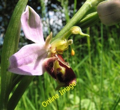 Photo 6x4 Bee orchid (Ophrys apifera) Hethel Bee orchids can be found gro c2014