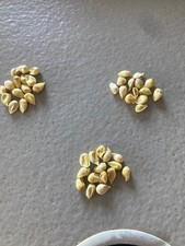 LOT de 15 pépins de YUZU BIO récoltés en novembre 2025