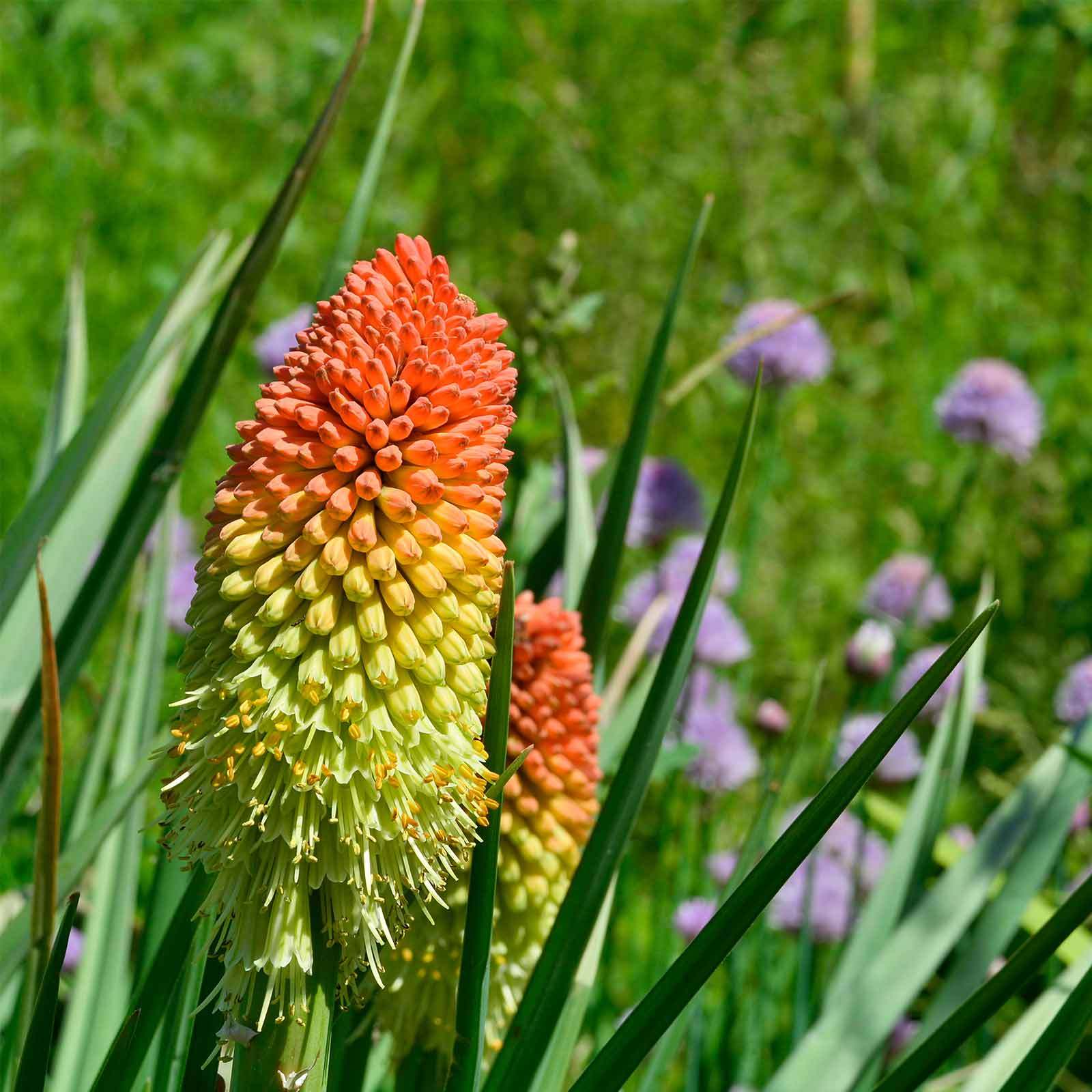 Red hot poker plant bulbs