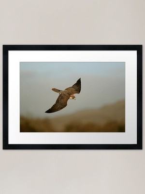 Lanner Falke 'Bud' gerahmter Kunstdruck gerahmtes Wandbild Poster Leinwanddruck Bild