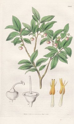 Vaccinium Myrtilloides North America botany engraving copperplate Curtis 3447