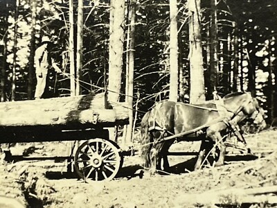 ZF Photograph 1910-20's Logger Logging Horses Pulling Wagon Logs Trees Lumber 