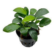 Anubias Paxing  Aquarium Plants Factory 