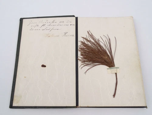 Antikes Jugendstil Album Poesiealbum Freundschaftsalbum  Aachen 1894-1909  - Bild 6 von 12