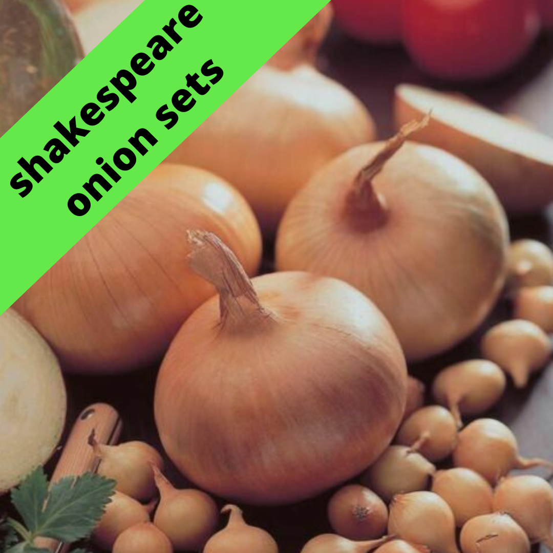 Shakespeare Onion Sets Onion Sets x100 (The easy way to grow Onions) Ready eBay