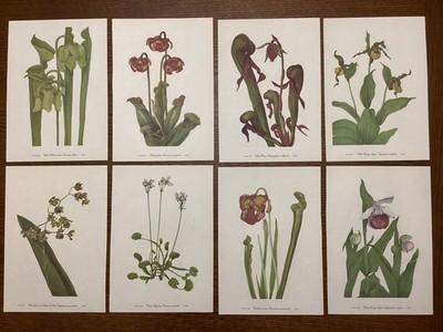 Vintage MCM 1953 Mary Walcott Set Of 8 UNUSUAL PLANTS Botanical Flower Prints