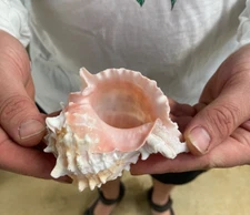 Pink Murex Seashell