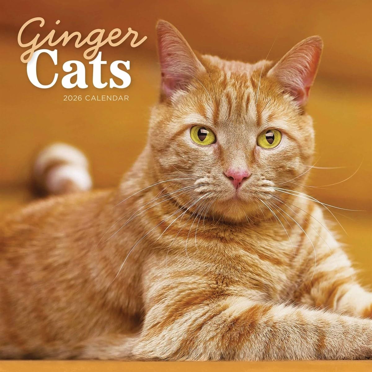 Ginger Cats - Rothaarige Katzen 2026 - Wand-Kalender: Original...