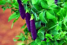 Purple Pod Pea Seeds for Planting - 10 Seeds - Heirloom and Non-GMO, Easy to Gro