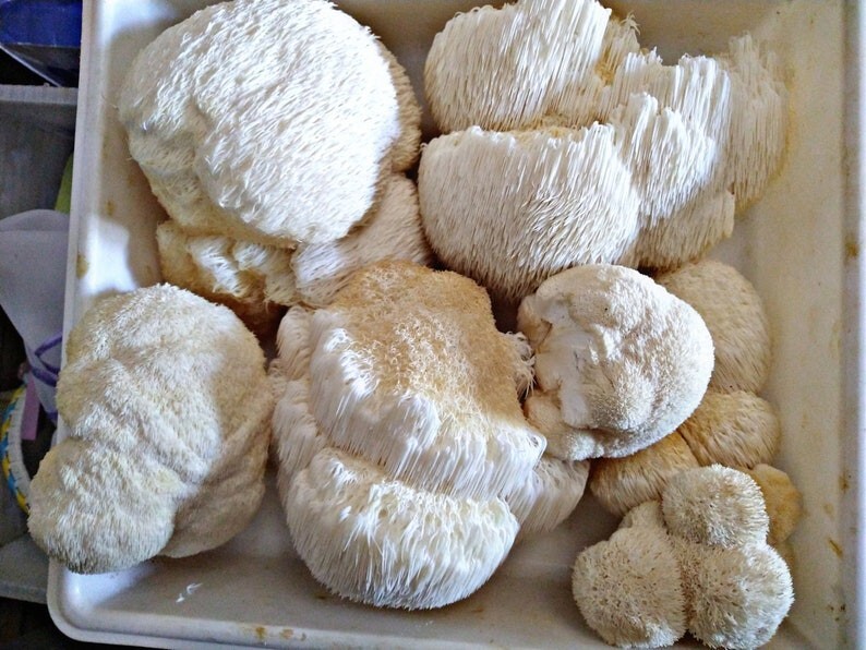 Dried Lion's Mane Mushrooms Rosemary Pino