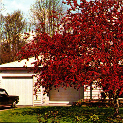 Vintage 1970s Rosedale Nurseries Crabapple Tree Hawthorne Millbrook Postcard NY
