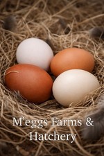 12 Large M'eggs Farms  Hatchery Chicken Hatching Eggs
