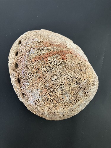 2 Large Paua Abalone Rainbow Shell  Sea Shell Smudge Beach House Decor 8” H - Picture 6 of 6