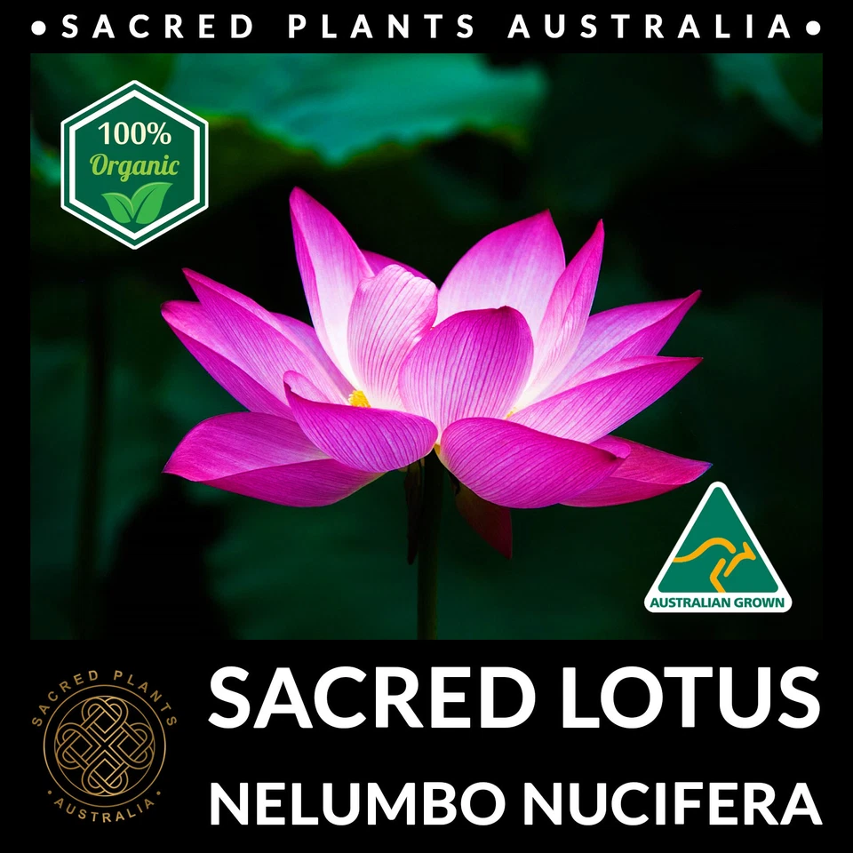 SACRED LOTUS Seeds Nelumbo nucifera Rare Medicinal Exotic Aquatic Water Flower - Image 2 of 4