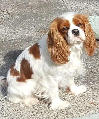 gumtree king charles cavalier