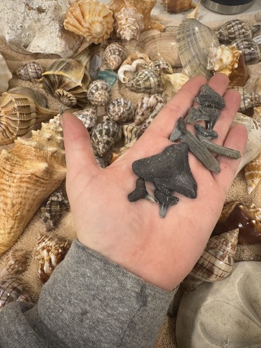 Florida Megalodon shark tooth fossil and Seashell DIG KIT. OVER 6 LBS! - Picture 13 of 13