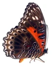 LEPIDOPTERA, NYMPHALIDAE, CETHOSIA CYDIPPE BERNSTEINI from INDONESIA