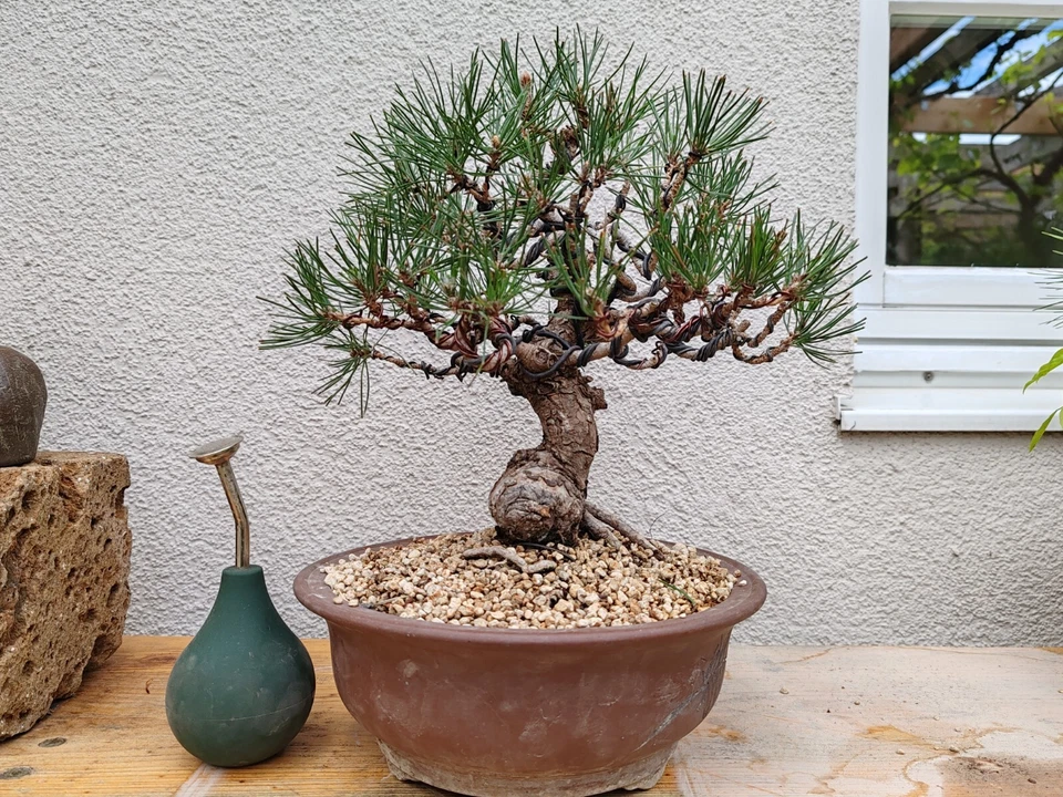 Bonsai Jap. Schwarzkiefer (Pinus Thunbergii) Nadelbaum immergrün
