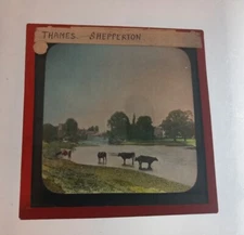 Antique Magic Lantern Slide The River Thames Near Shepperton Cows In The Water