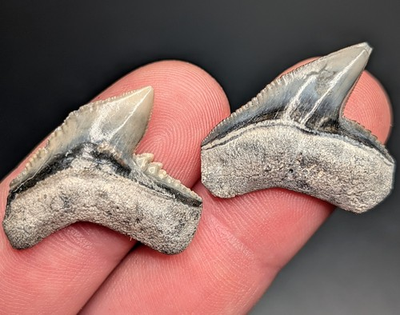 #ad Killer Large Pair Of Tiger Shark Teeth BV Florida Gems $32.40