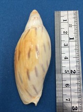 #5 Amoria Maculata 66.5mm Capricorn Channel Queensland Australia