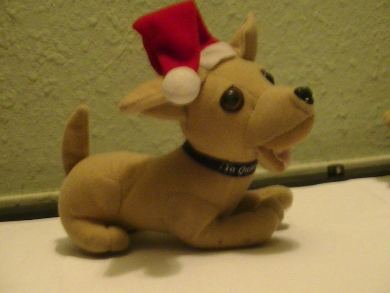 Christmas edition working talking to quiero chihuahua