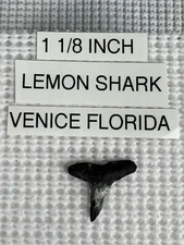 1. 1/8 inch fossilized LEMON ( LIGHTNING ) shark tooth from Venice Florida 