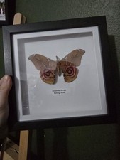 Bullseye Moth Framed Specimen 20x20cm Insect Taxidermy