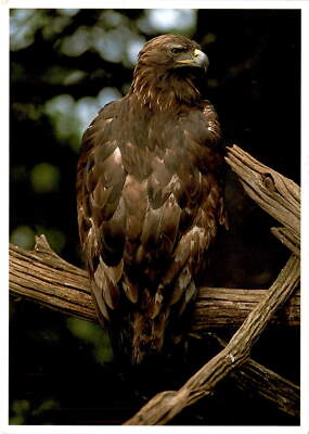 Golden Eagle, Aquila chrysaetos, Brian Kenney, western North America. Postcard