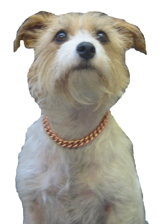 Collier en cuivre anti raideur avec aimants pour chien et chat fatigué