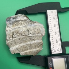 LARGE Mostly Complete Stingray Mouthplate Fossil Southwest Florida 