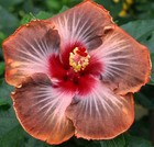 MAPLE SUGAR Tropical Hibiscus -- Plant in 4.5" pot * — photo 1