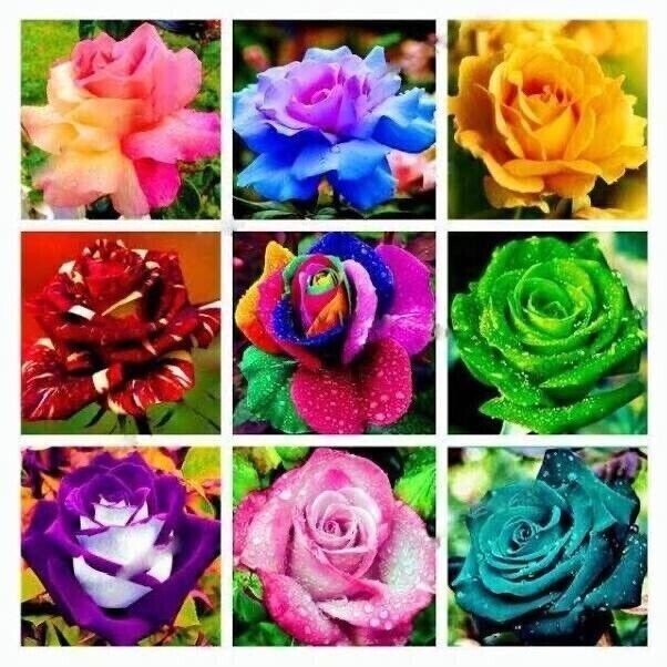 100 SEMILLAS DE ROSA, COLORES MIXTOS + REGALO