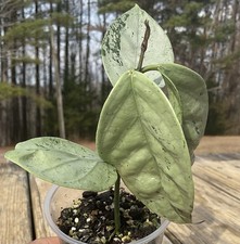Hoya Coriacea Silver 3-inch Pot