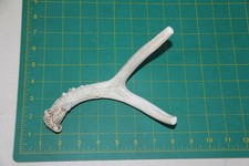 Small Branched Deer Antler Dog Chew 5 / bone chews deer elk treats deer 1102