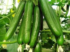 200+ Beit Alpha Cucumber Seeds - Persian / Lebanese - Heirloom - Organic - FRESH