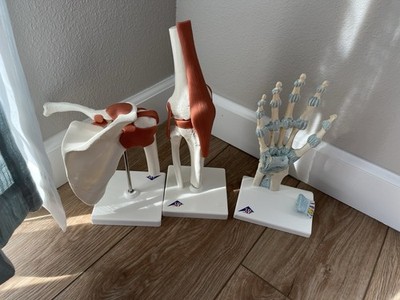 LOT:3D Human Anatomical Models of Joints: Shoulder/Hand/Knee BY 3B UNTIL FALL 26